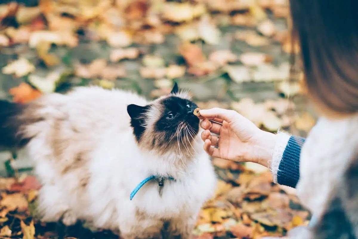 chat santé