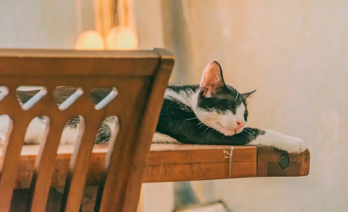 chat appartement