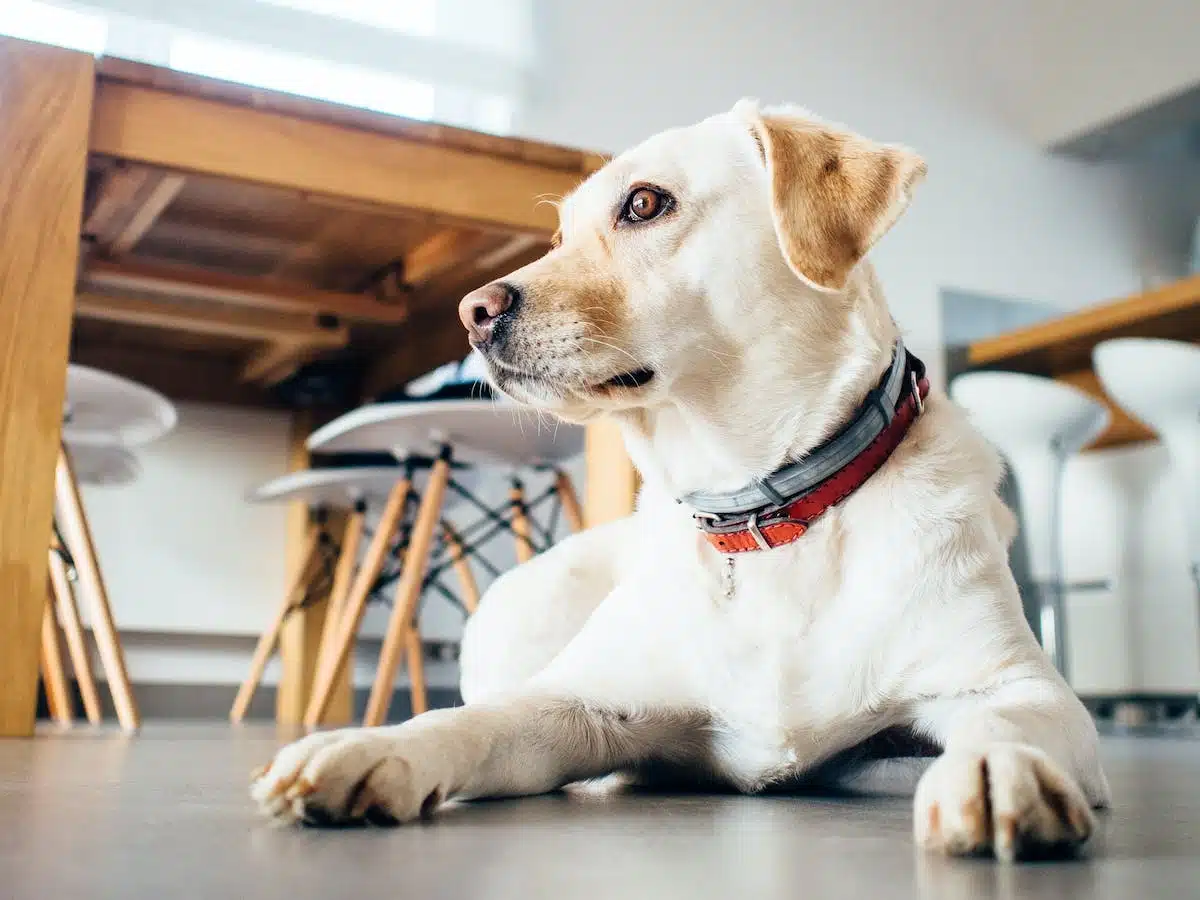 chiens assistance