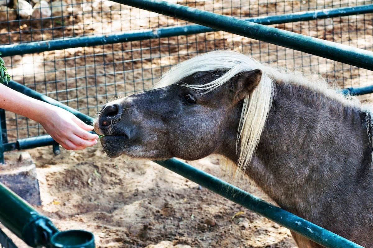animal alimentation