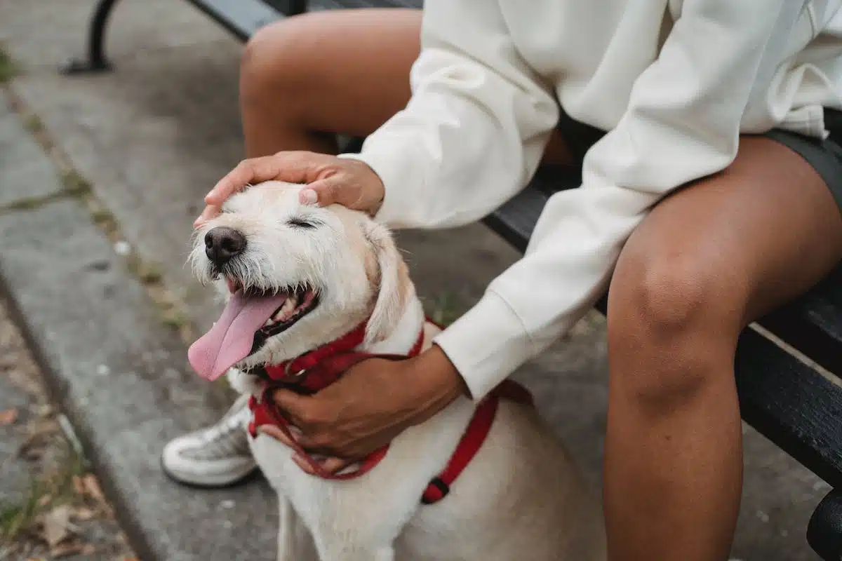 chien  adoption