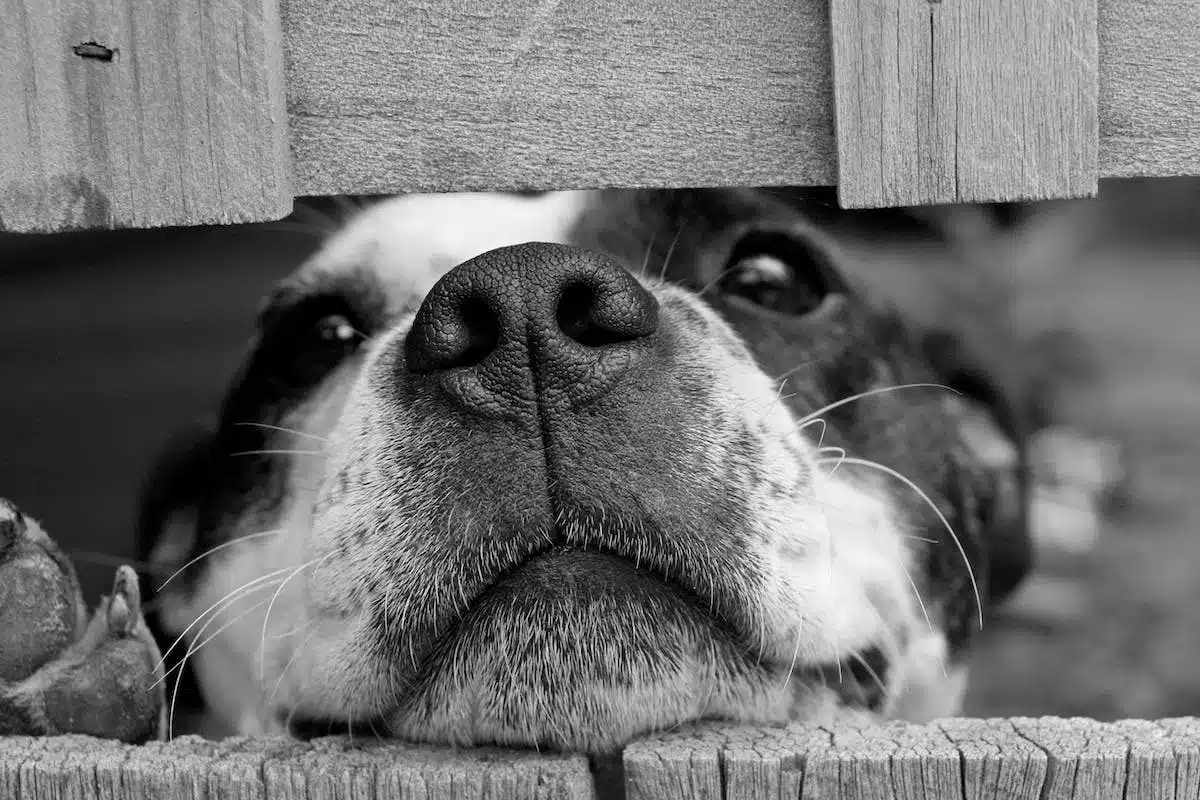 abandon animaux
