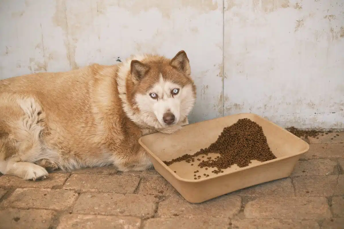 chien  aliments