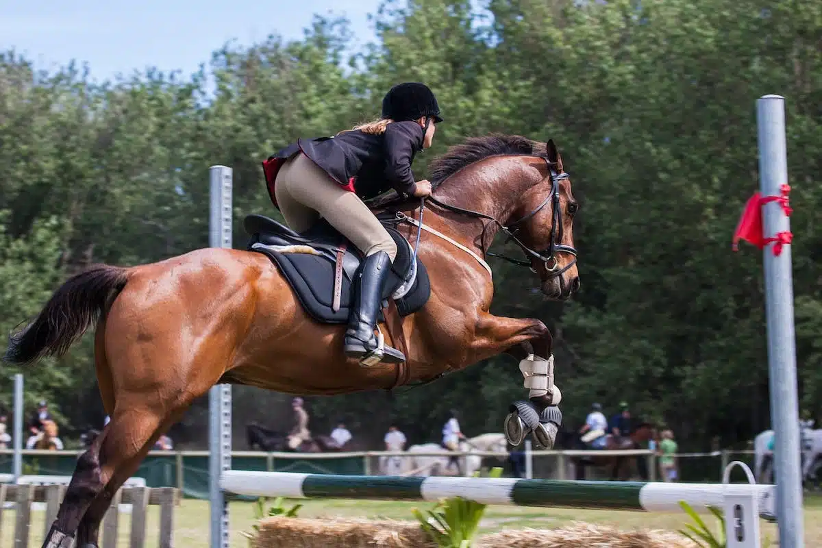 chevaux équitation