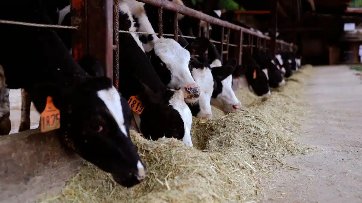 alimentation animale