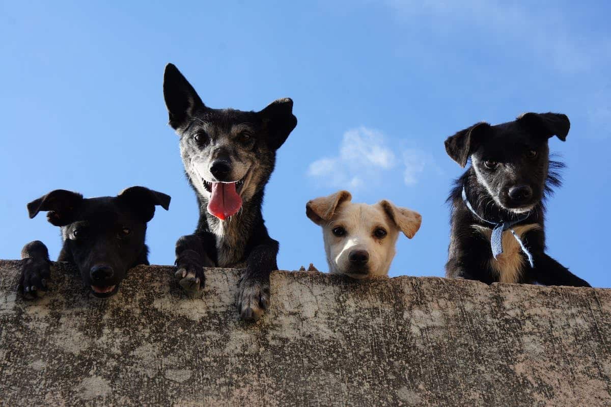 chien stérilisé
