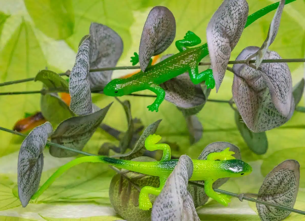 animaux exotiques