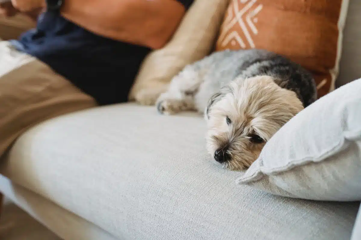 chien  parasites