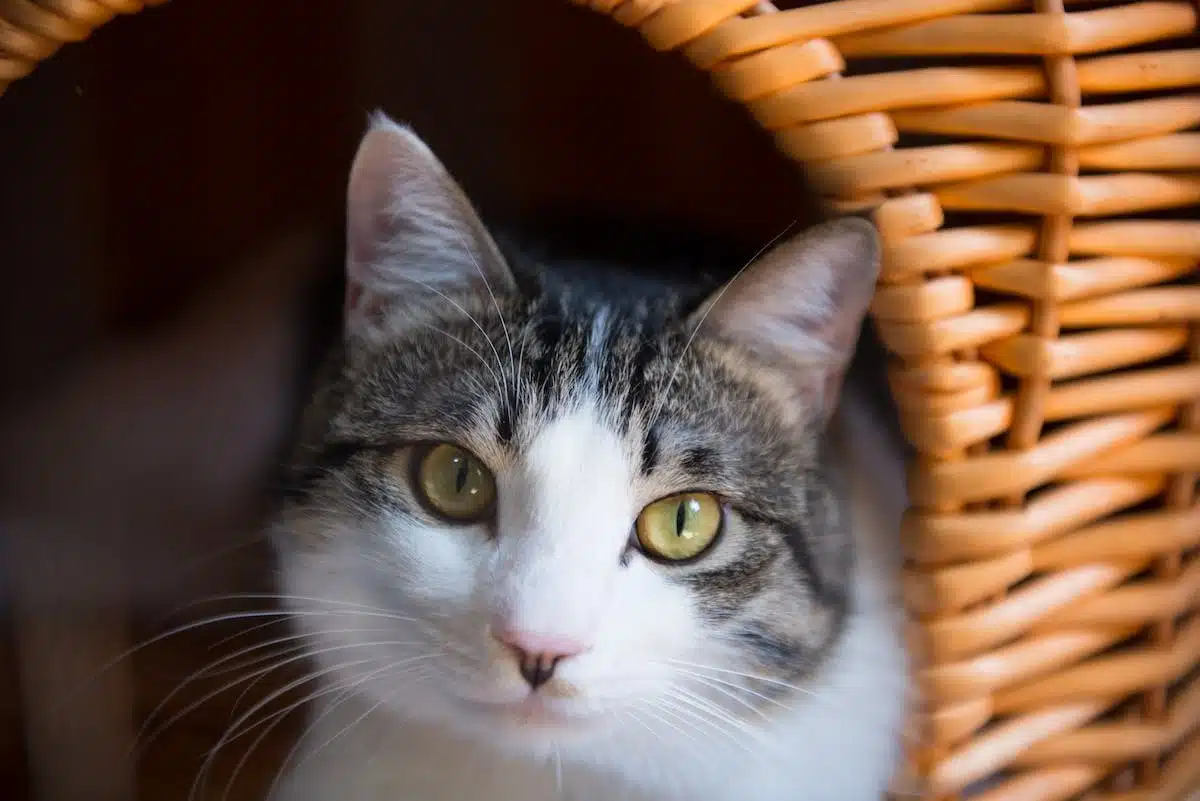 chat  comportement