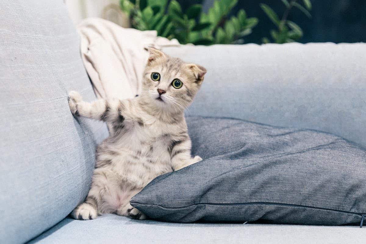 chat heureux