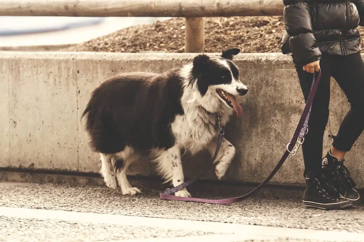 chien promenade