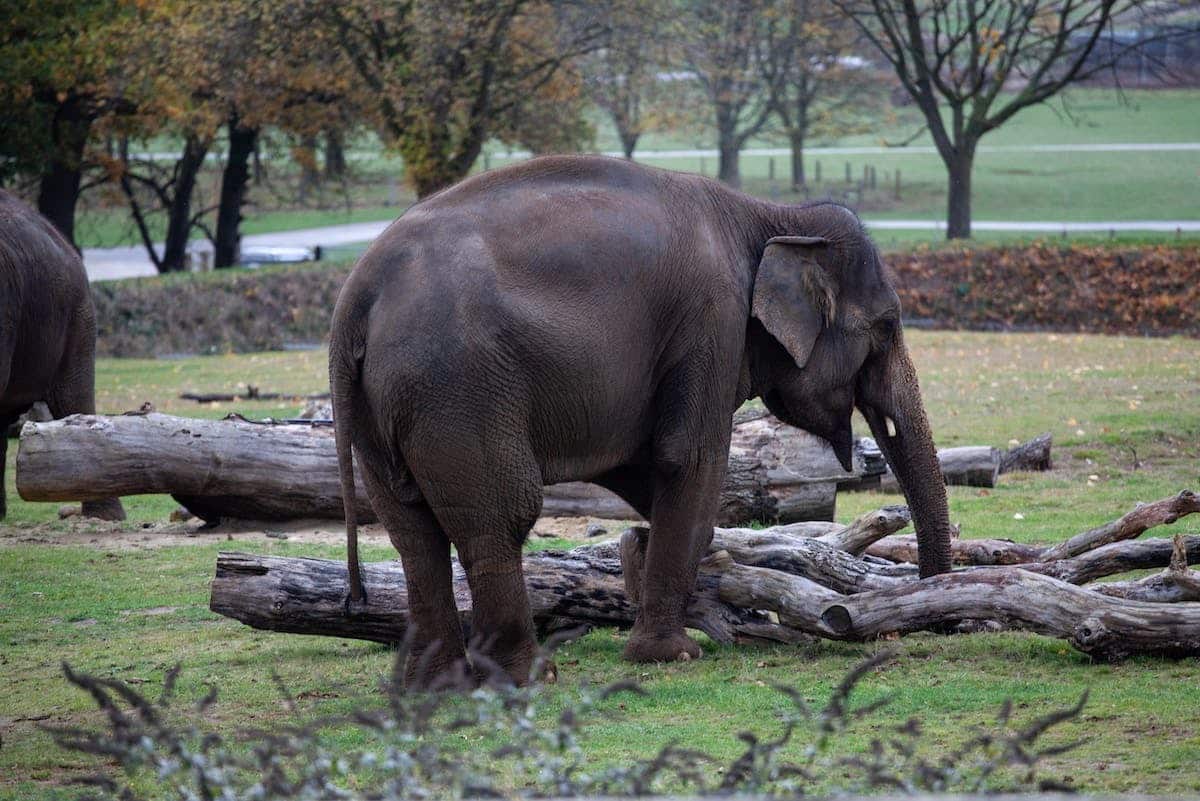 prothèse animale