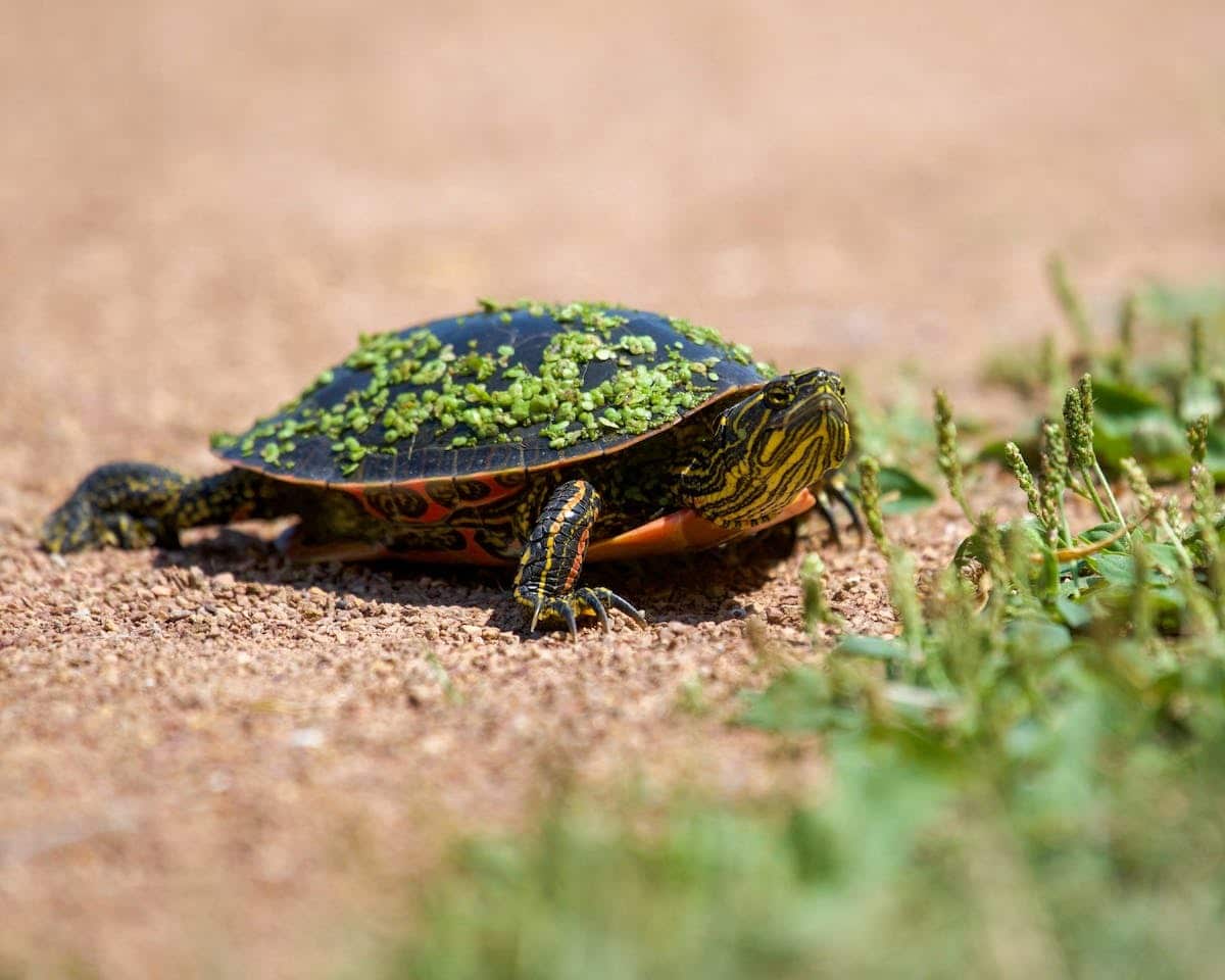tortue  construction