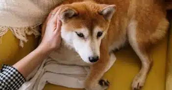 Les effets positifs de la méditation et du yoga sur la santé et le bien-être des chiens