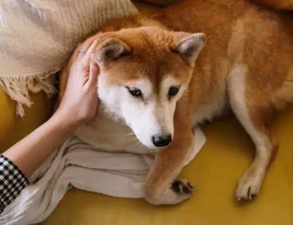 Les effets positifs de la méditation et du yoga sur la santé et le bien-être des chiens