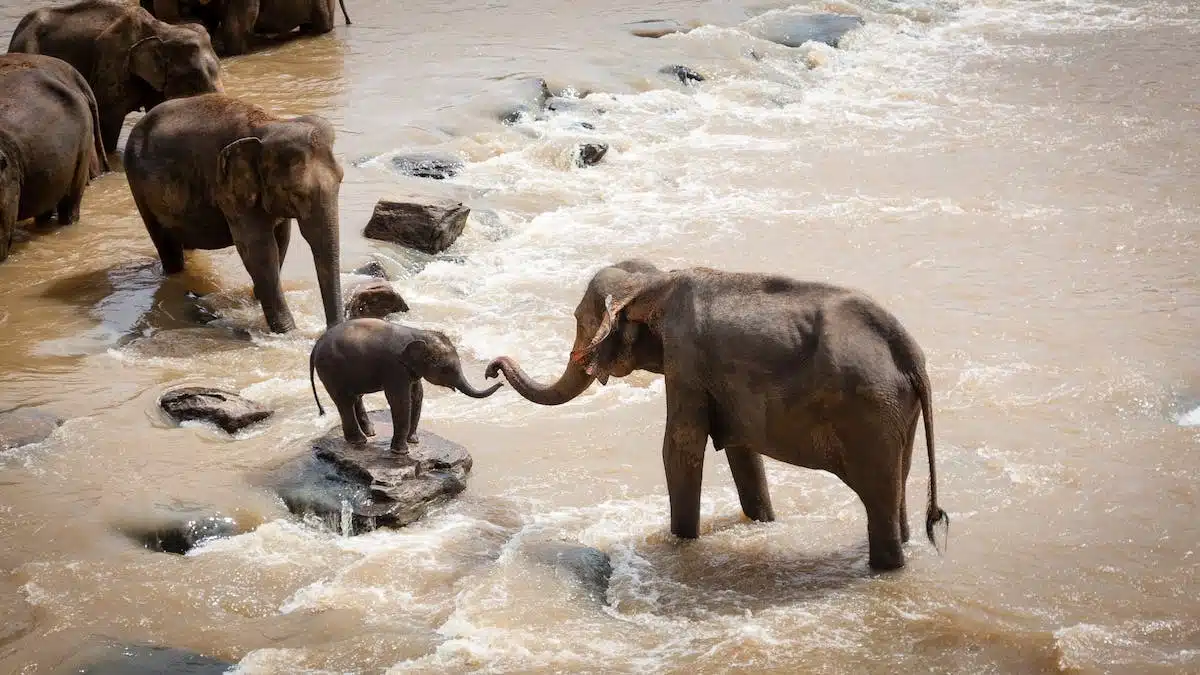 intelligent animals