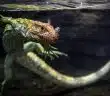caiman lizard, lizard, reptile