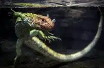 caiman lizard, lizard, reptile