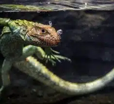 Les aliments adaptés à la nutrition du lezard