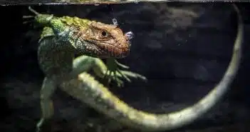 caiman lizard, lizard, reptile