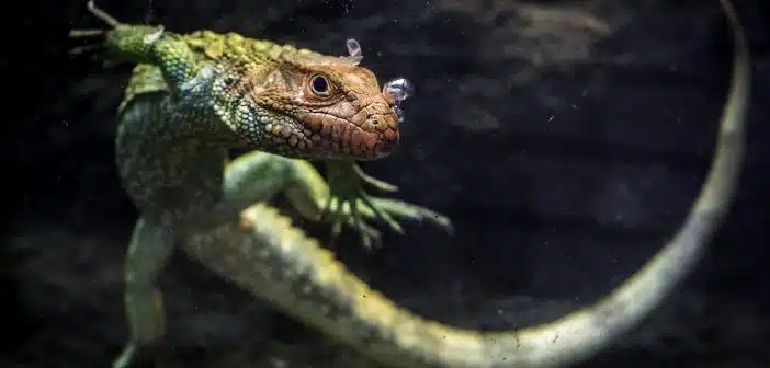 caiman lizard, lizard, reptile