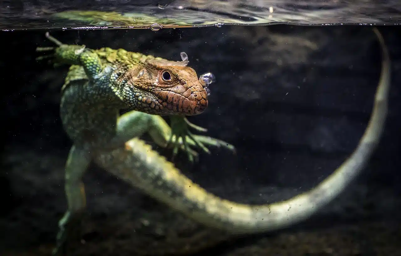 caiman lizard, lizard, reptile