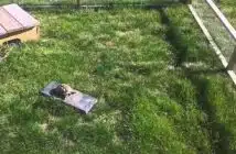 Comment construire un enclos extérieur pour tortue de terre : conseils et astuces