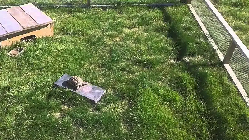 Comment construire un enclos extérieur pour tortue de terre : conseils et astuces