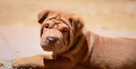 Apprivoiser le Sharpei Bleu: astuce et conseils