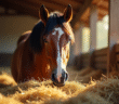 Cheval sain mangeant du foin frais dans une stalle ensoleillee