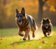 Chien croise berger allemand et Newfoundland courant dans un parc ensoleille