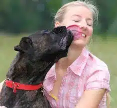 Pourquoi mon chien me lèche ?