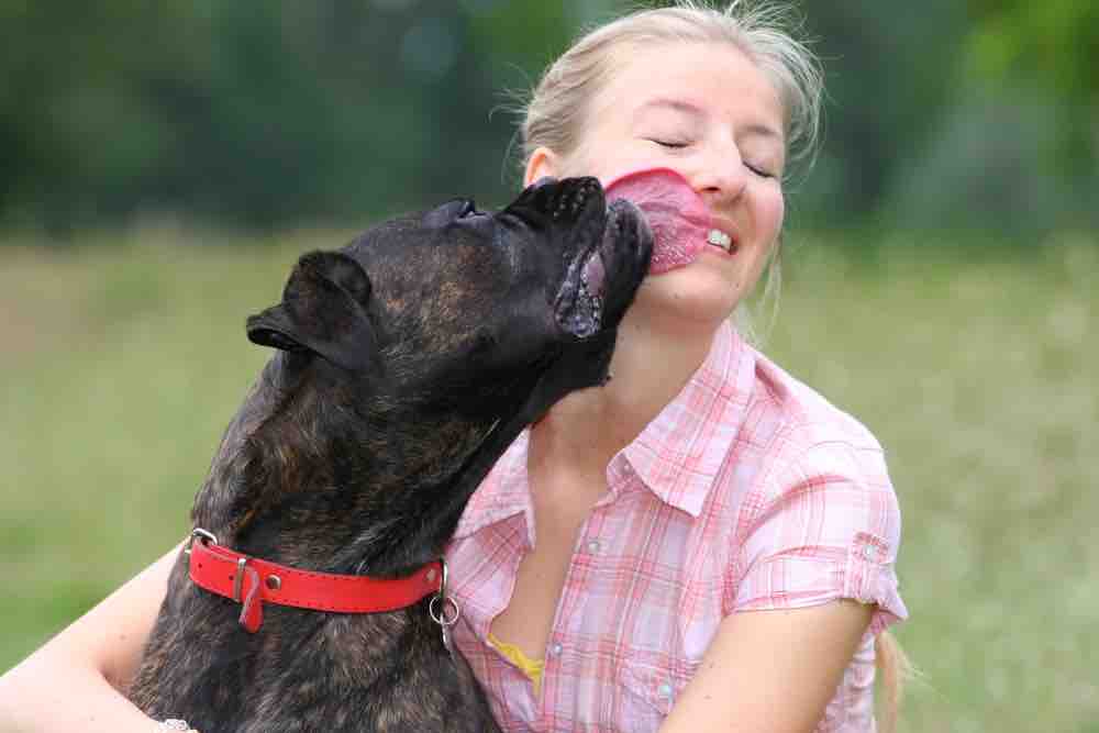 Pourquoi mon chien me lèche ? Le Blog des Animaux