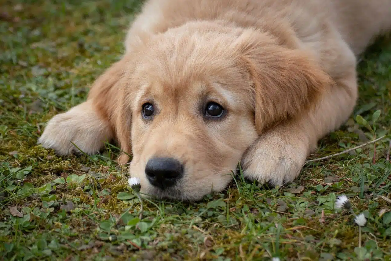 tremblements du chien