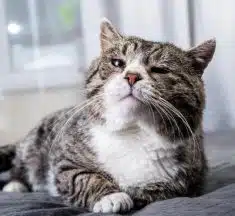 Les bienfaits des remèdes végétaux pour la constipation du chat