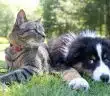 animaux de compagnie