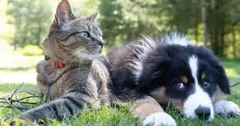 animaux de compagnie