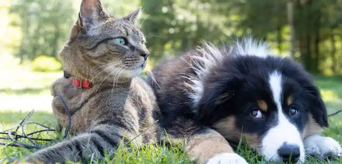 animaux de compagnie