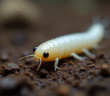 Gros plan d'une mouche blanche sur sol humide